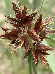 Cyperus usitatus