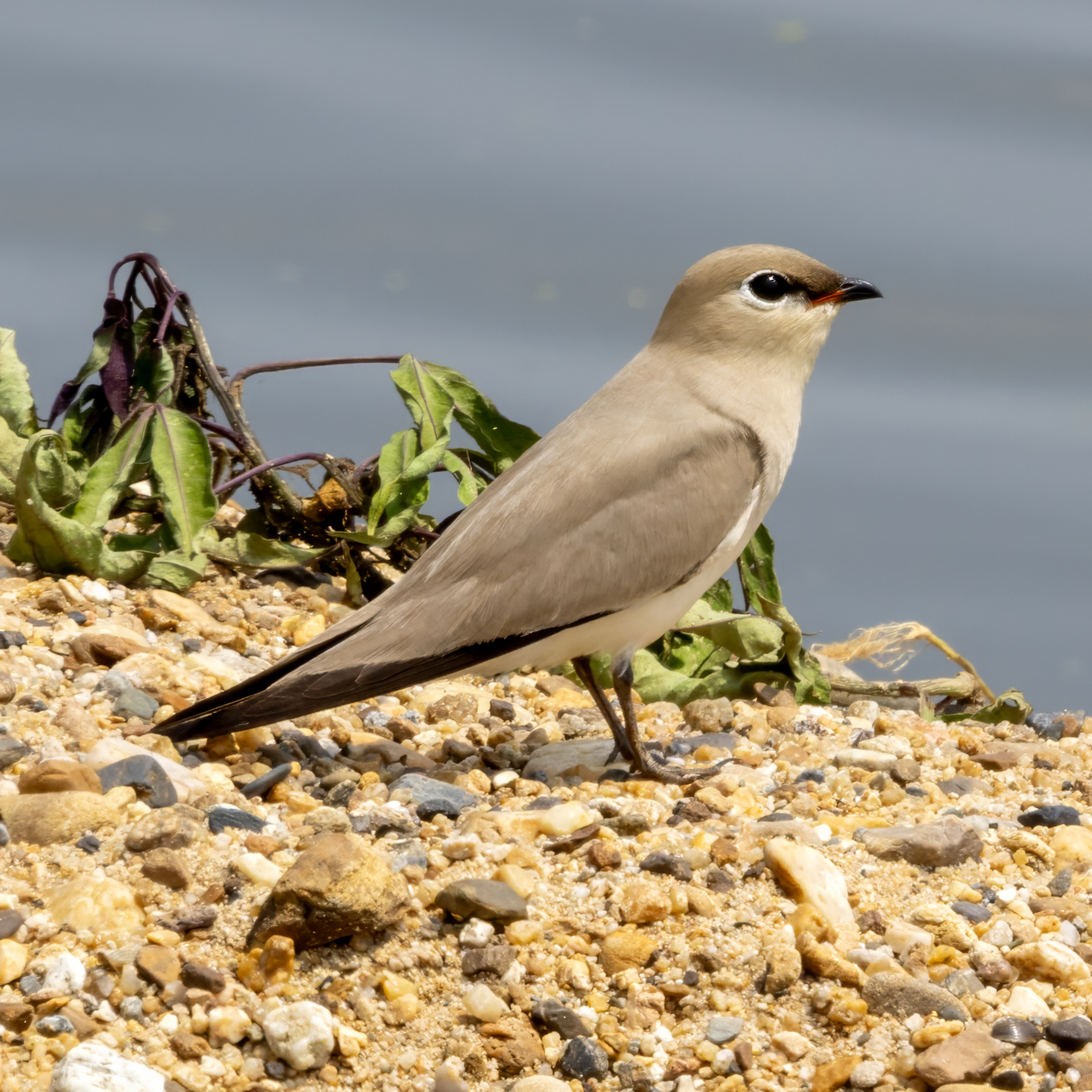 Small Pratincole (Glareola lactea), photo 7