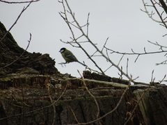 Parus major