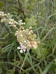 Banisteriopsis variabilis