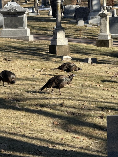 Wild Turkey photographed in Minnesota