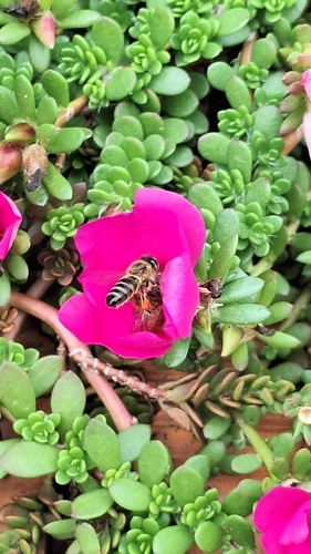 Western Honey Bee