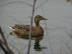 Anas platyrhynchos