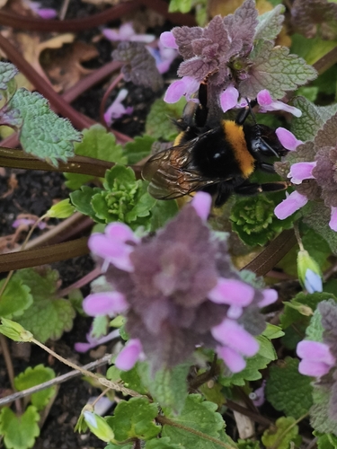 Bombus