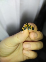 Dycladia