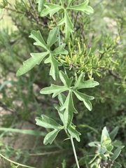 Trochomeria macrocarpa