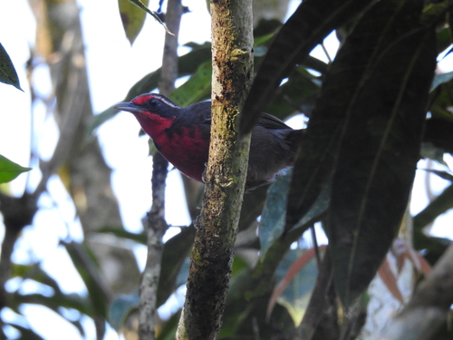 Rhodinocichla rosea