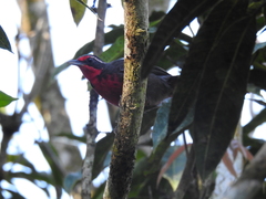 Rhodinocichla rosea
