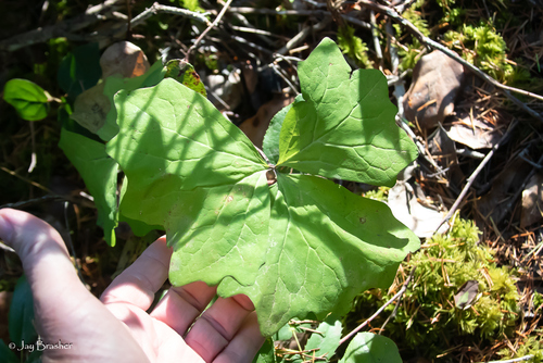 vanilla leaf (Achlys triphylla)