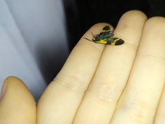Dycladia