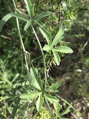 Trochomeria macrocarpa