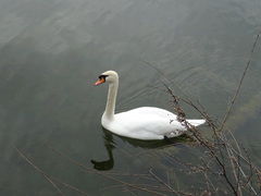 Cygnus olor