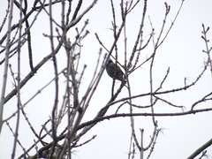 Sturnus vulgaris