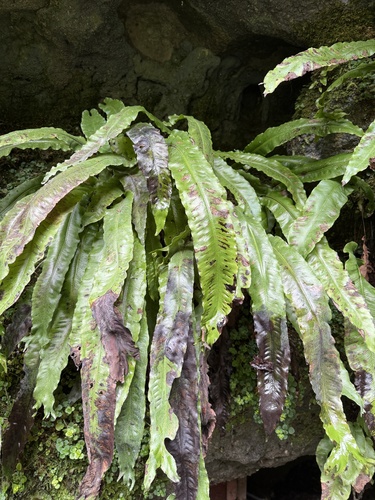 Hart's-tongue fern