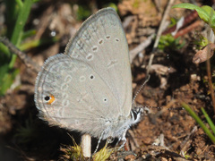 Eicochrysops messapus messapus