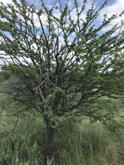 Vachellia luederitzii