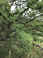 Vachellia luederitzii