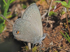 Eicochrysops messapus messapus
