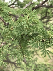 Vachellia luederitzii