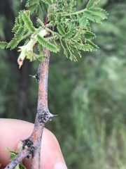 Vachellia luederitzii
