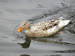 Anas platyrhynchos domesticus