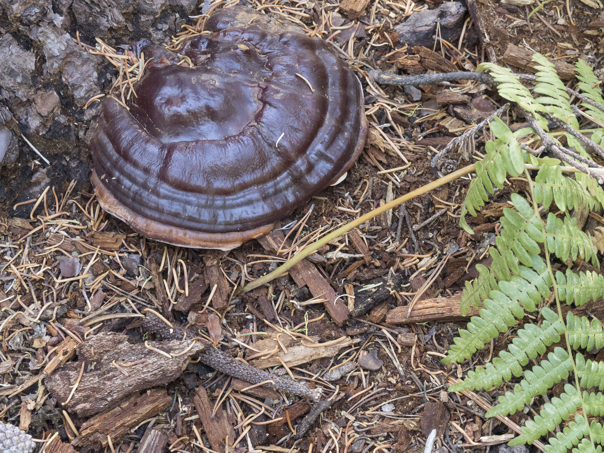 Ganoderma oregonense image