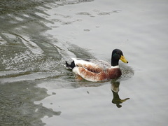 Anas platyrhynchos domesticus