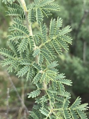 Vachellia hebeclada