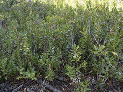 Leucothoe davisiae