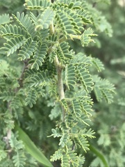 Vachellia hebeclada