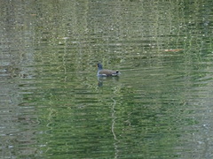 Gallinula chloropus