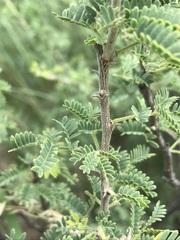 Vachellia hebeclada