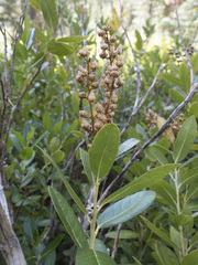 Leucothoe davisiae