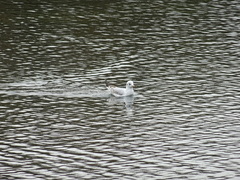 Chroicocephalus ridibundus