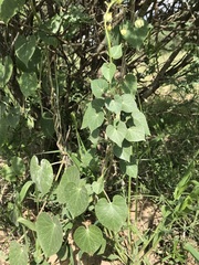 Pergularia daemia daemia