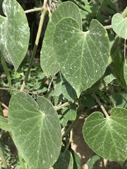 Pergularia daemia daemia