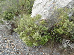 Phylica wittebergensis