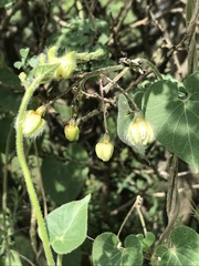 Pergularia daemia daemia