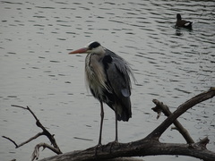 Ardea cinerea