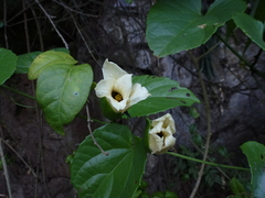 Momordica cochinchinensis