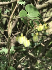 Pergularia daemia daemia