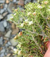 Phylica wittebergensis