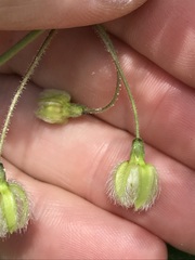 Pergularia daemia daemia