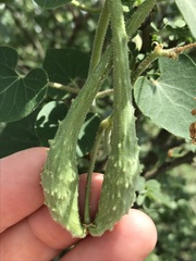 Pergularia daemia daemia