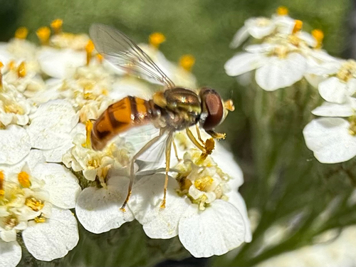 Unknown species found near Middle Ranch Rd, Avalon, CA, US