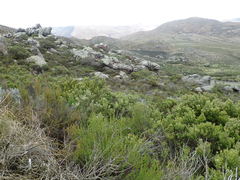 Phylica wittebergensis