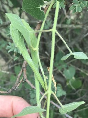 Pergularia daemia daemia