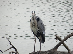 Ardea cinerea