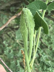 Pergularia daemia daemia