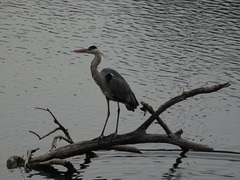 Ardea cinerea